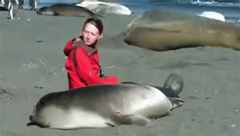 Bouncing Seals With Human Friend GIF