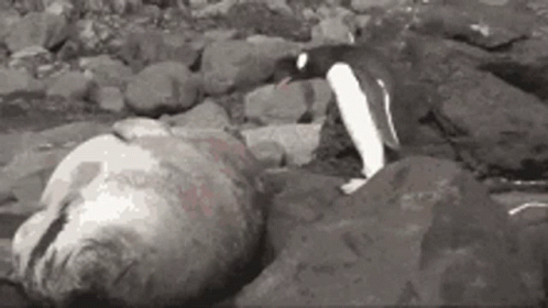Bouncing Seals With Penguin GIF