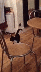 Bouncy Black Cat Across The Room GIF