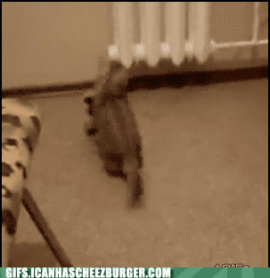 Bouncy Cat Playing GIF