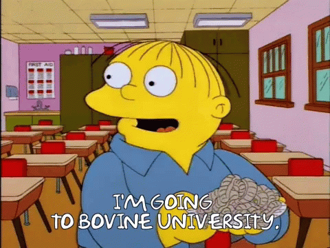 Bovine University The Simpsons GIF