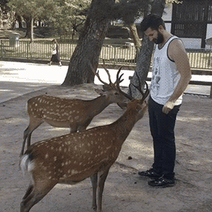Bowing Deer Meme GIF