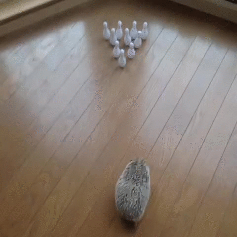 Bowling Cute Hedgehog GIF