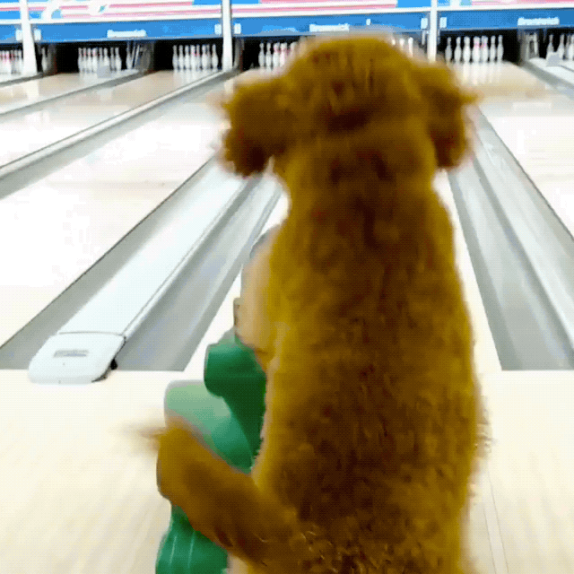 Bowling Talented Dog GIF