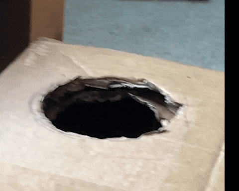 Box Hole Moving Cat GIF