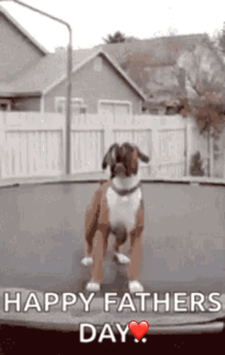 Boxer Dog Jumping on Trampoline Happy Fathers Day
