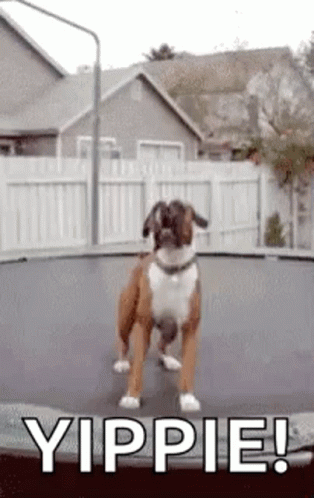 Boxer Dog Jumping on Trampoline Yippie