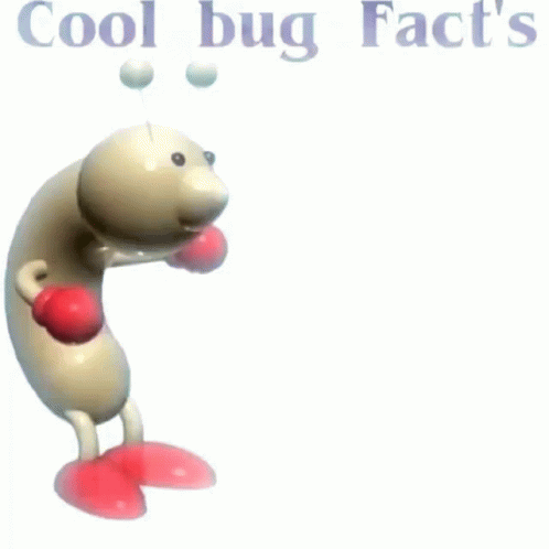 Boxing Bug Saying Cool Bug Facts One Day You Will Have To Answer For Your Actions GIF