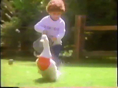 Boy Chasing A Duck To Tease GIF