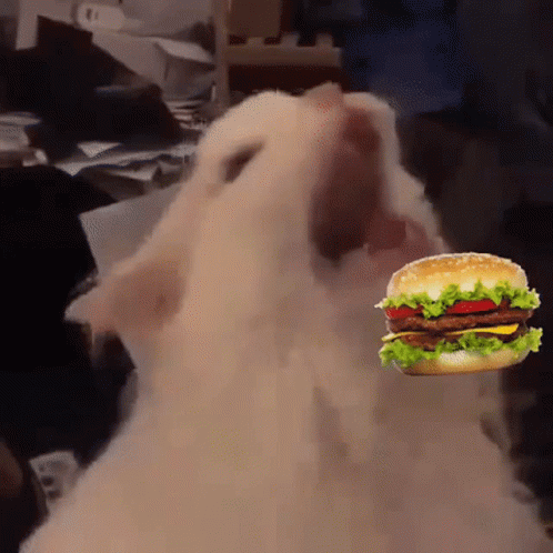 Boy Eating Hamburger While Photo Taken