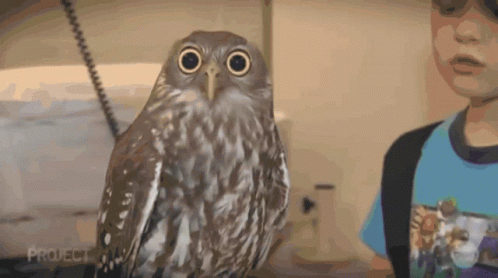 Boy Standing Next to Owl Saying Project