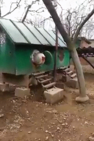 Brahma Rooster Walking Out Of Chicken Coop GIF