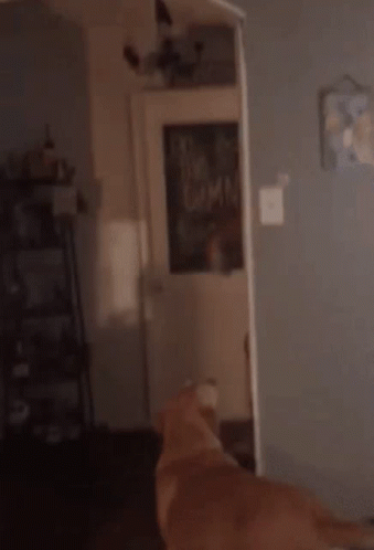 Brandon Land Chunky GIF