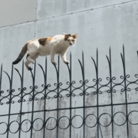 Brave Cat Walking On Sharp Fences GIF