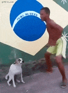 Brazil Dog Dancing Gif GIF