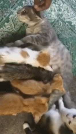Breastfeeding Mother Cat GIF