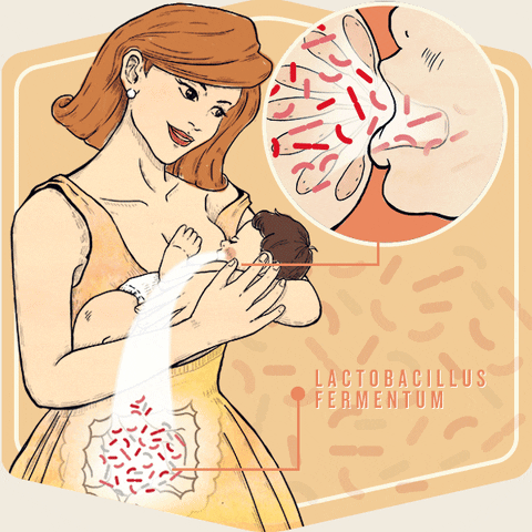 Breastfeeding Mother Lactobacillus Fermentum GIF