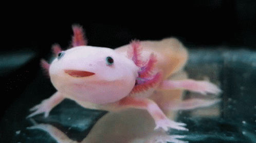 Breathing Axolotl Meme GIF