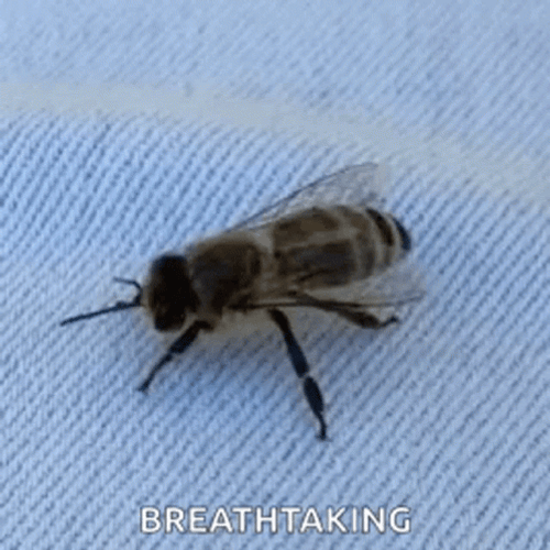 Dog Stepped On A Bee GIF