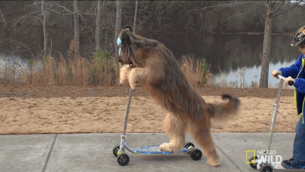 Briard Big Dog Breed Riding Scooter GIF