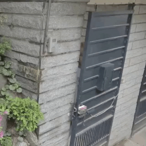 Brick Wall With Black Door and Plant