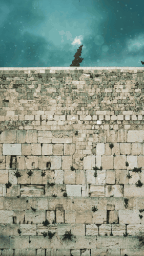 Brick Wall With Tree And Blue Sky GIF