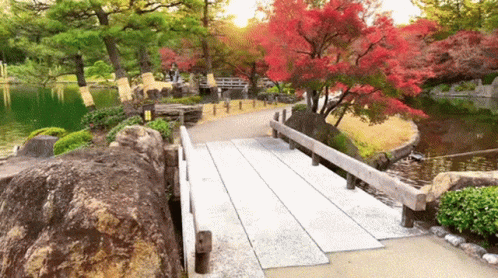 Bridge Over Water In Park With Red Trees GIF
