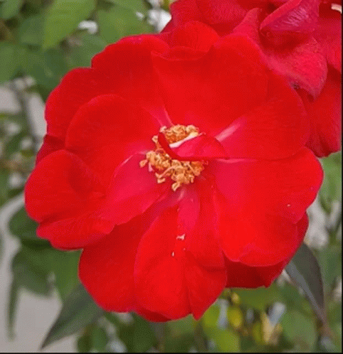 Bright Red Flower With Yellow Center GIF