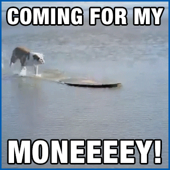 Bring Me My Money Dog Surf GIF