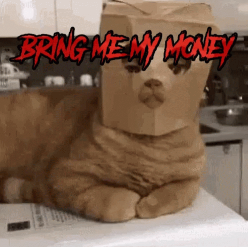 Bring Me My Money Thug Cat GIF