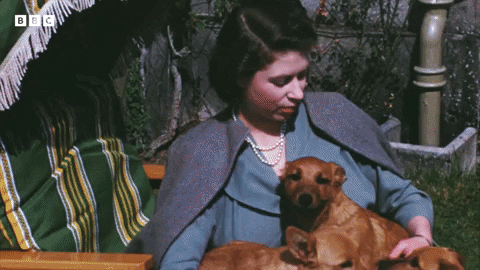 British Queen Elizabeth Dogs GIF