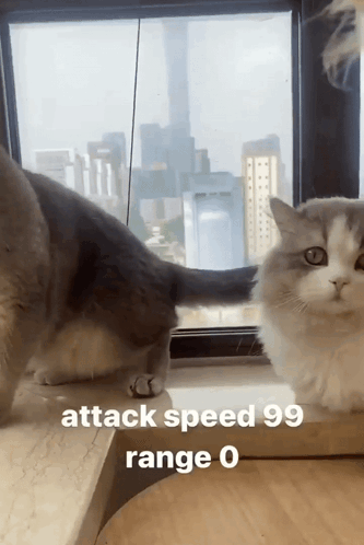 British Shorthair Cat Attack Speed GIF