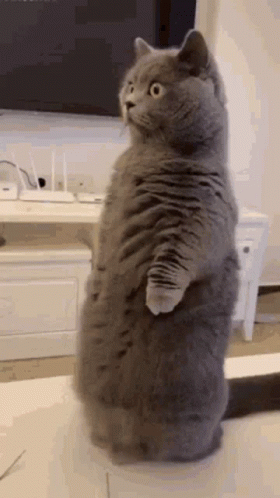 British Shorthair Cat Confused Standing GIF