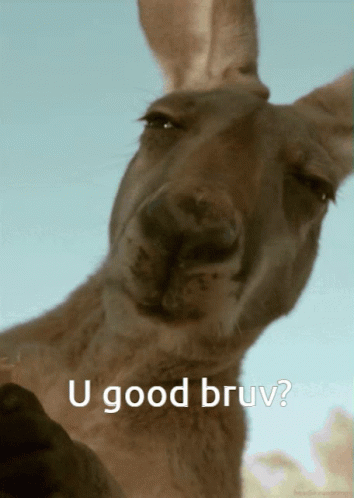 U Good Bro Kangaroo Face Close Up GIF