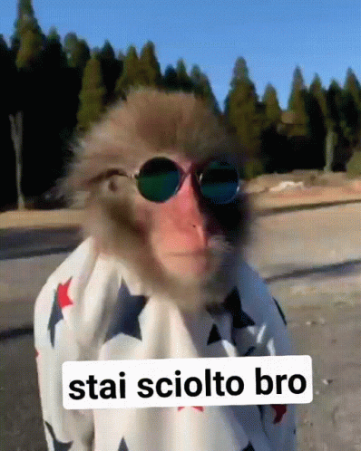 Bro Cool Monkey Wearing Sunglasses GIF