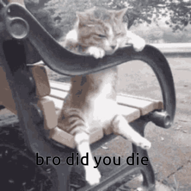 Bro Did You Die Gif GIF