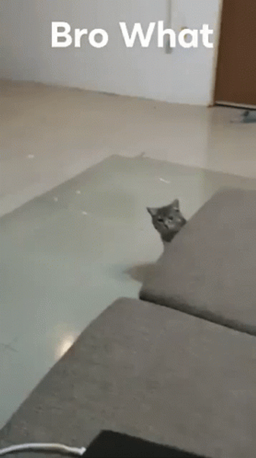 Bro What Sneaky Cat GIF