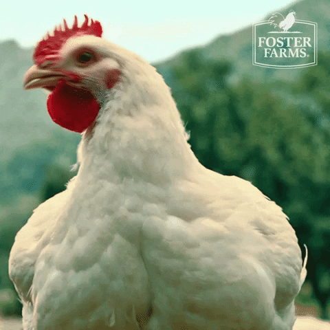 Broiler Chicken Dance Ready To Party GIF