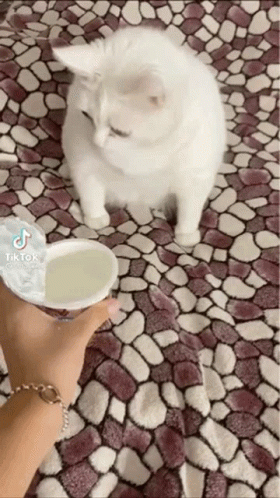 Brother Eww Cat GIF