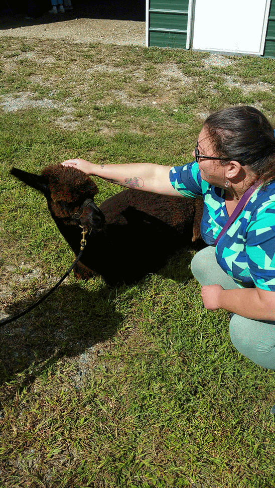 Brown Alpaca Tamed GIF