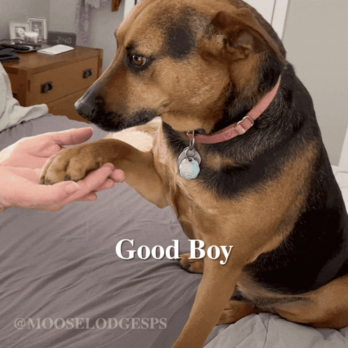 Brown and Black Dog Giving Paw Good Boy