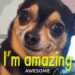 Brown and Black Dog I'm Amazing Awesome