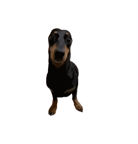 Brown and Black Dog Looking Up