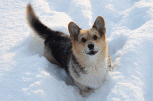 Brown And Black Dog Lying In Snow Looking At Camera GIF