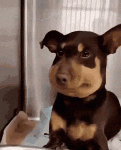Brown and Black Dog Staring at Person Holding Glass