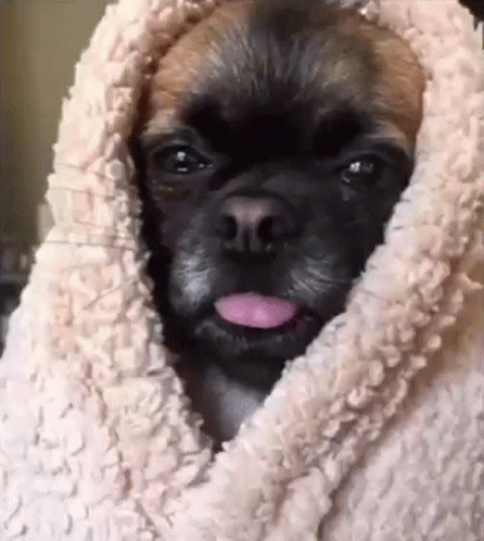 Brown And Black Dog Sticking Tongue Out In Blanket GIF