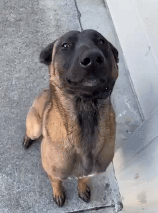 Brown And Black Dog With Beard Looking Up GIF