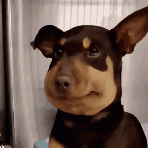 Brown and Black Dog With Bee on Nose