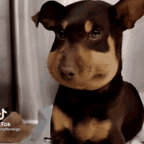 Brown And Black Dog With Beehive On Nose GIF