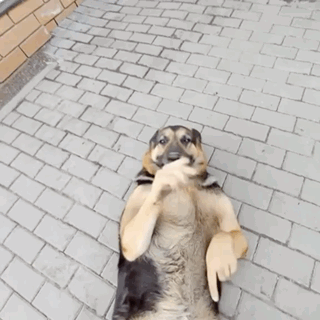 Brown and Black Muscular Dog